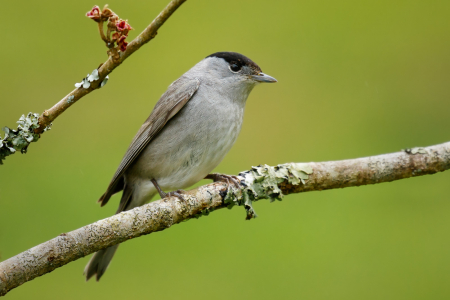 Blackcap (male)
