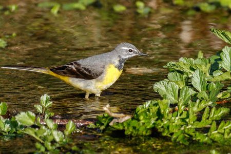 Grey Wagtail