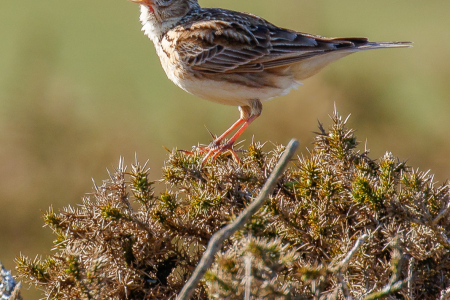 Skylark