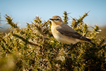 Wheatear (female)