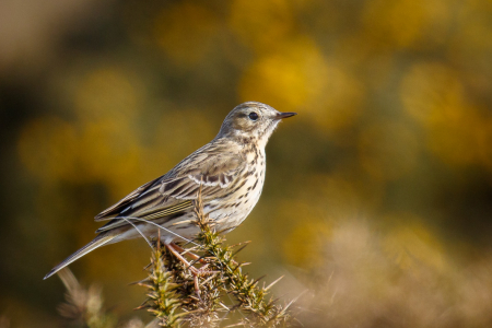 Meadow Pipit