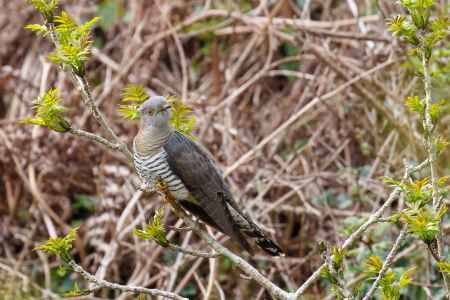 Cuckoo