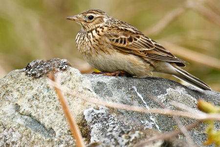 Skylark