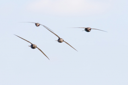 Swifts