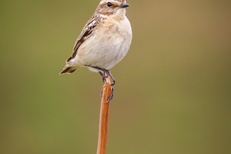 Whinchat (f)