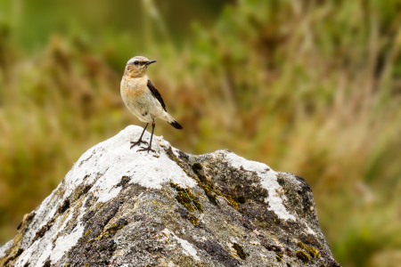 Wheatear (f)