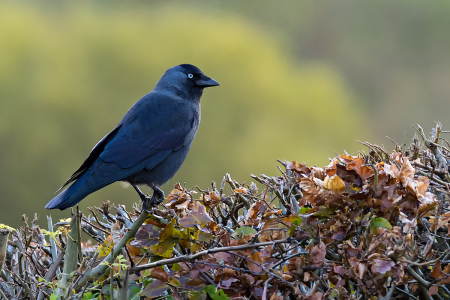 Jackdaw