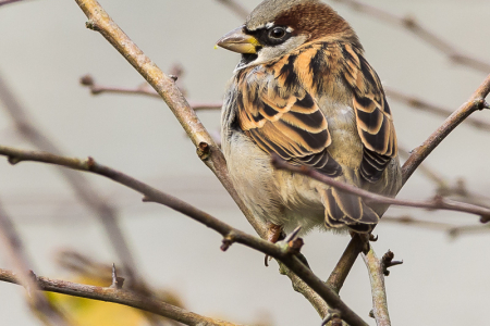House Sparrow (male)