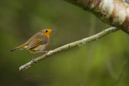 Robin