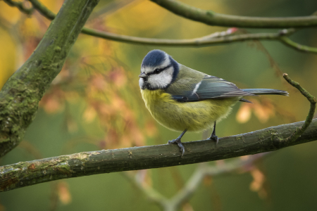 Blue Tit