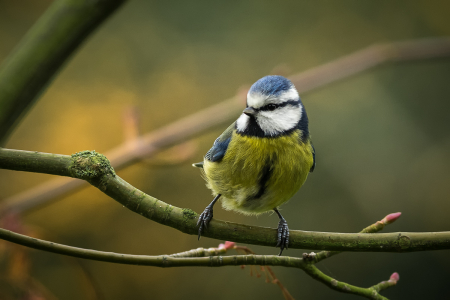 Blue Tit