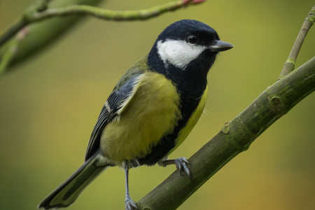 Great Tit