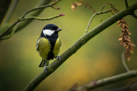Great Tit