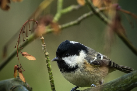 Coal Tit