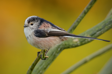 Long-tailed Tit