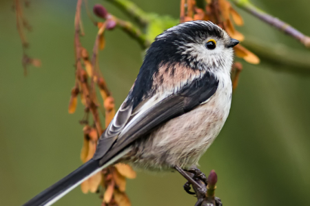Long-tailed Tit