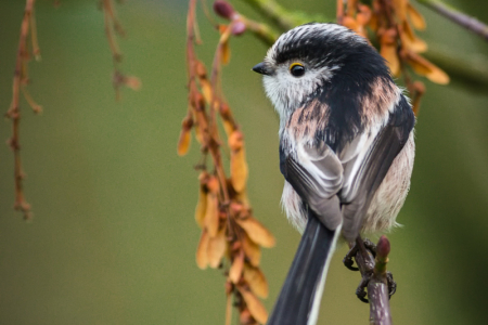 Long-tailed Tit