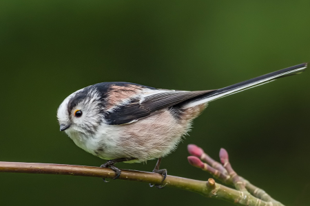 Long-tailed Tit