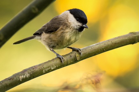 Marsh Tit