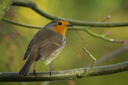 Robin