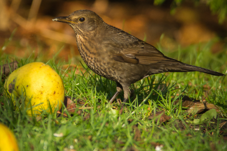Female Blackbird