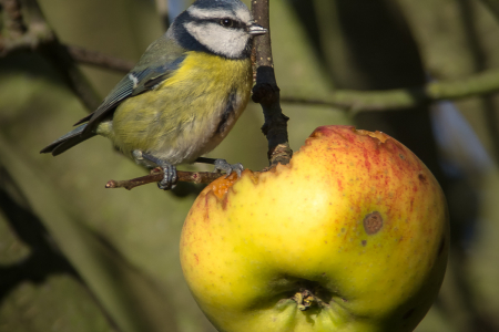 Blue Tit