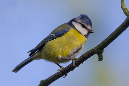 Blue Tit
