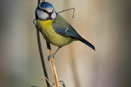 Balancing