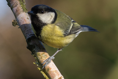 Great Tit