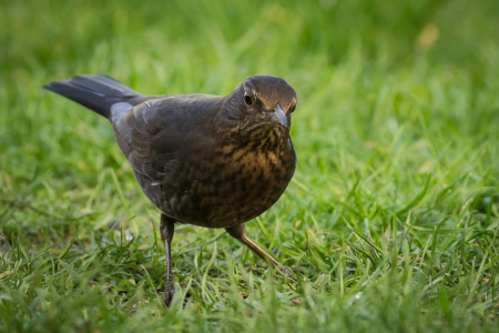 Blackbird (female)