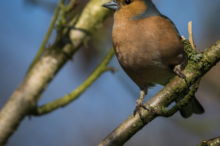 Chaffinch (male)