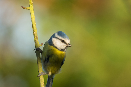 Blue Tit