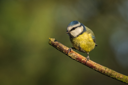Blue Tit