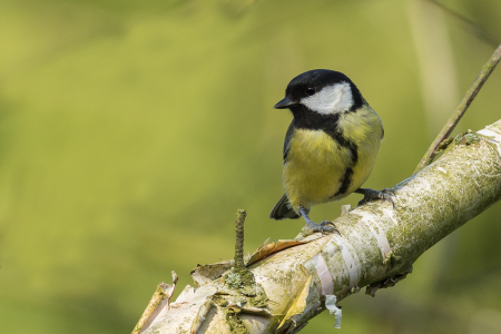 Great Tit