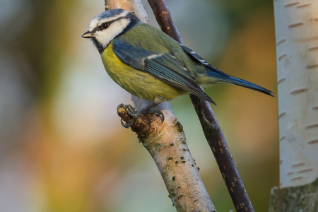 Blue Tit