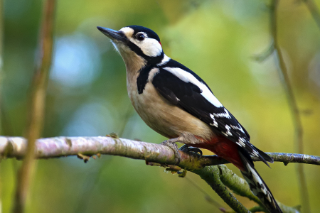 Great Spotted Woodpecker