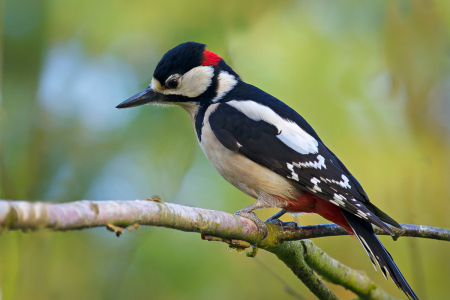 Great Spotted Woodpecker (Male)