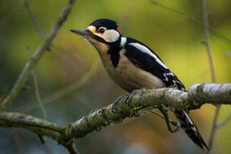 Great Spotted Woodpecker (Male)