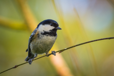 Coal Tit