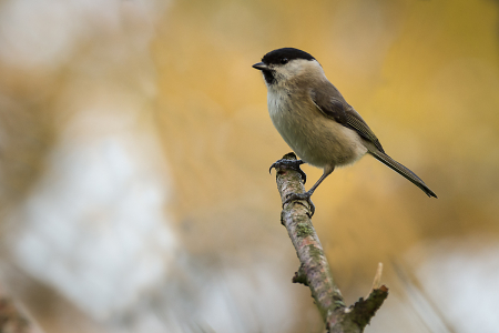 Marsh Tit