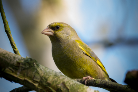 Male Greenfinch