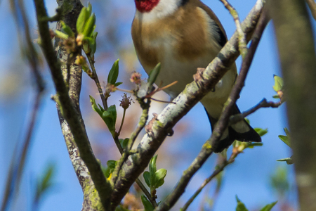 Goldfinch