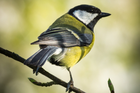 Great Tit
