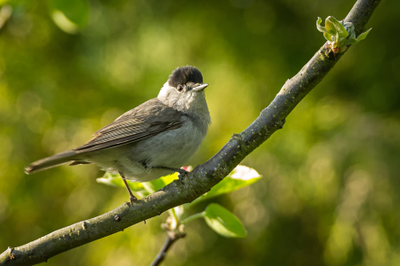Blackcap