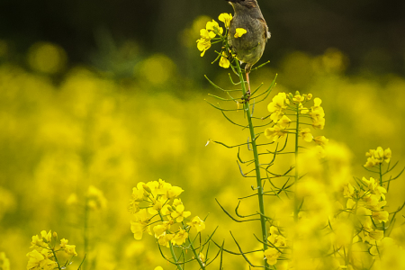 Dunnock in Oilseed Rape