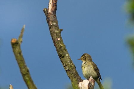 Chiffchaff