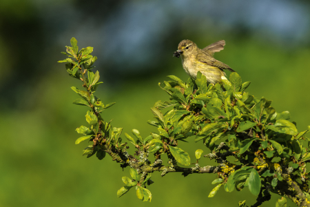 Chiffchaff