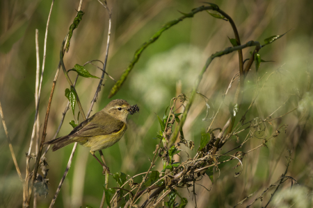 Chiffchaff
