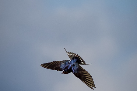 Swallow Dive