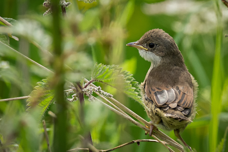 Whitethroat fledgling